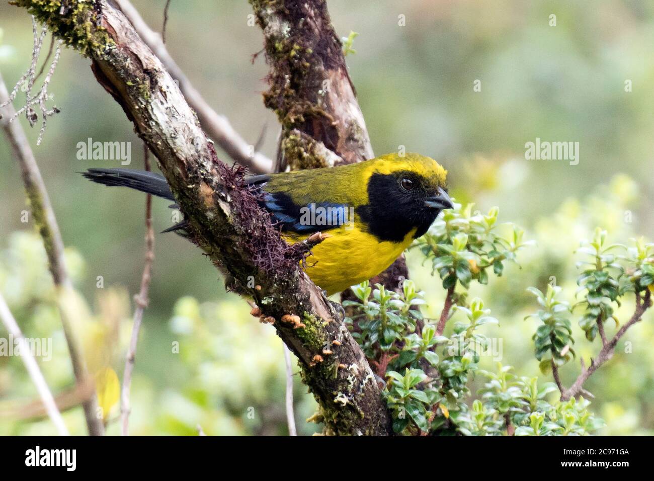 masked mountain tanager (Buthraupis wetmorei), in elfin forest of Andean highlands, a species threatened by habitat loss, Ecuador Stock Photo
