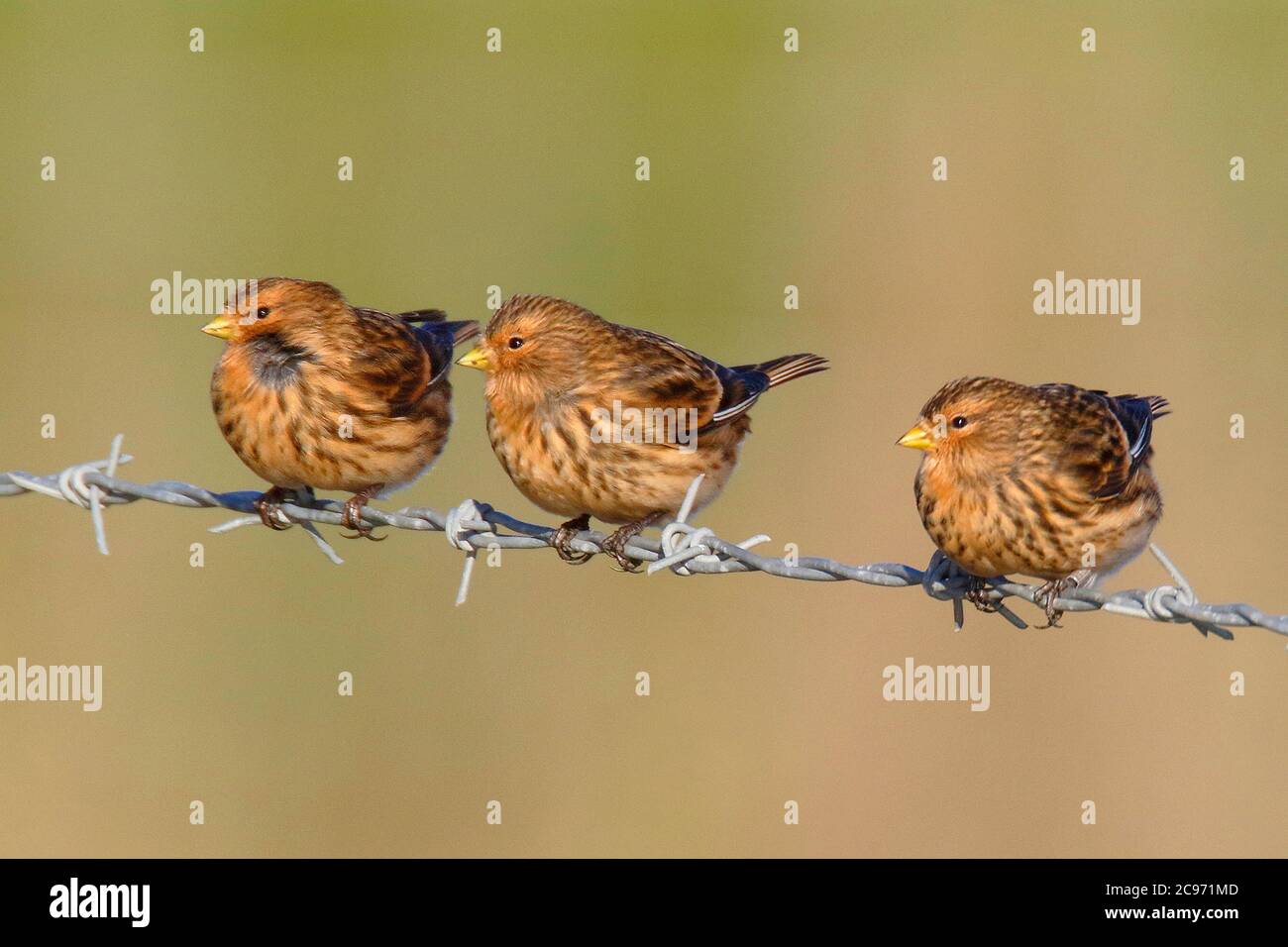 British twite (Carduelis flavirostris pipilans, Carduelis pipilans), three adult birds perching side by side on a barbwire fence, United Kingdom, England, Norfolk Stock Photo