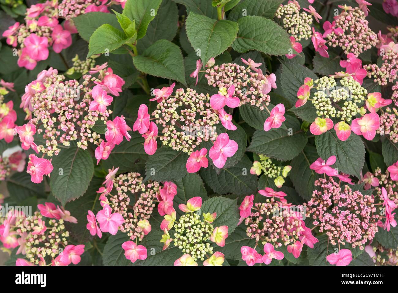 Mountain hydrangea, Tea of heaven (Hydrangea serrata 'Tuff Studd Red', Hydrangea serrata Tuff Studd Red), blooming cultivar Tuff Studd Red, USA, Michigan Stock Photo