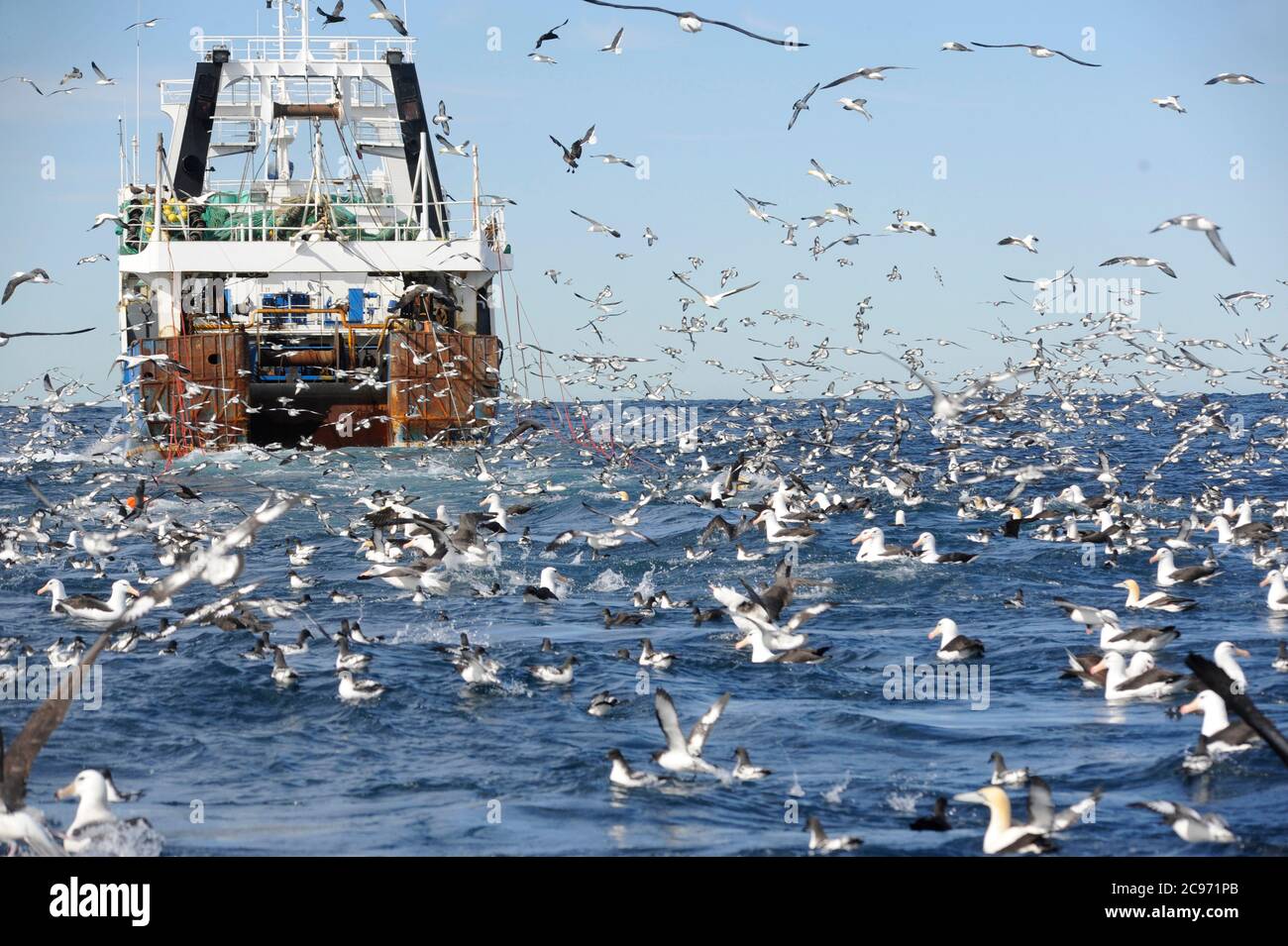 Trawler and huge flock of seabirds of the South African coast in the Atlantic Ocean. Many petrels, shearwaters and albatrosses flying around and swimming on the surface., South Africa Stock Photo