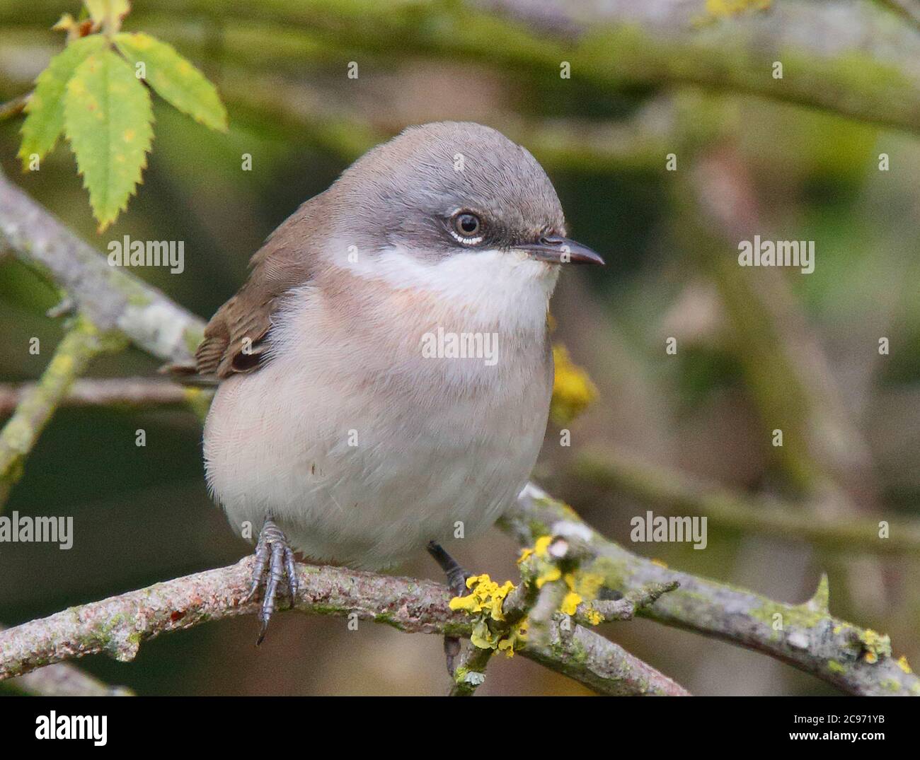 lesser-whitethroat-sylvia-curruca-during-autumn-migration-united
