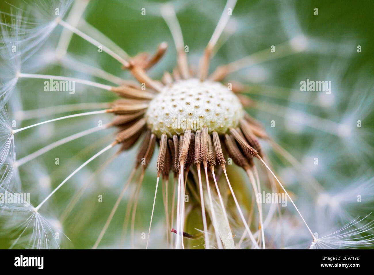 common dandelion (Taraxacum officinale), infructescence, Germany, North Rhine-Westphalia Stock Photo