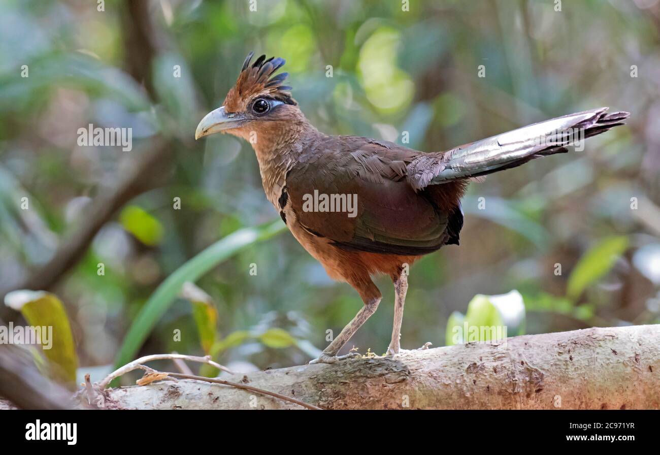 rufous-vented ground cuckoo (Neomorphus geoffroyi), standing on a log above the ground, Panama Stock Photo