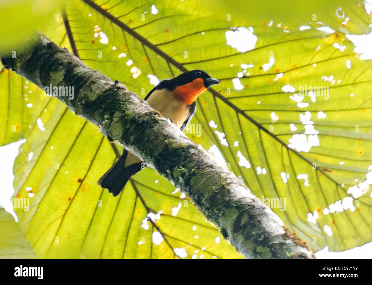 orange-throated tanager (Wetmorethraupis sterrhopteron), in canopy of humid foothill forest in southern Ecuador., Ecuador Stock Photo