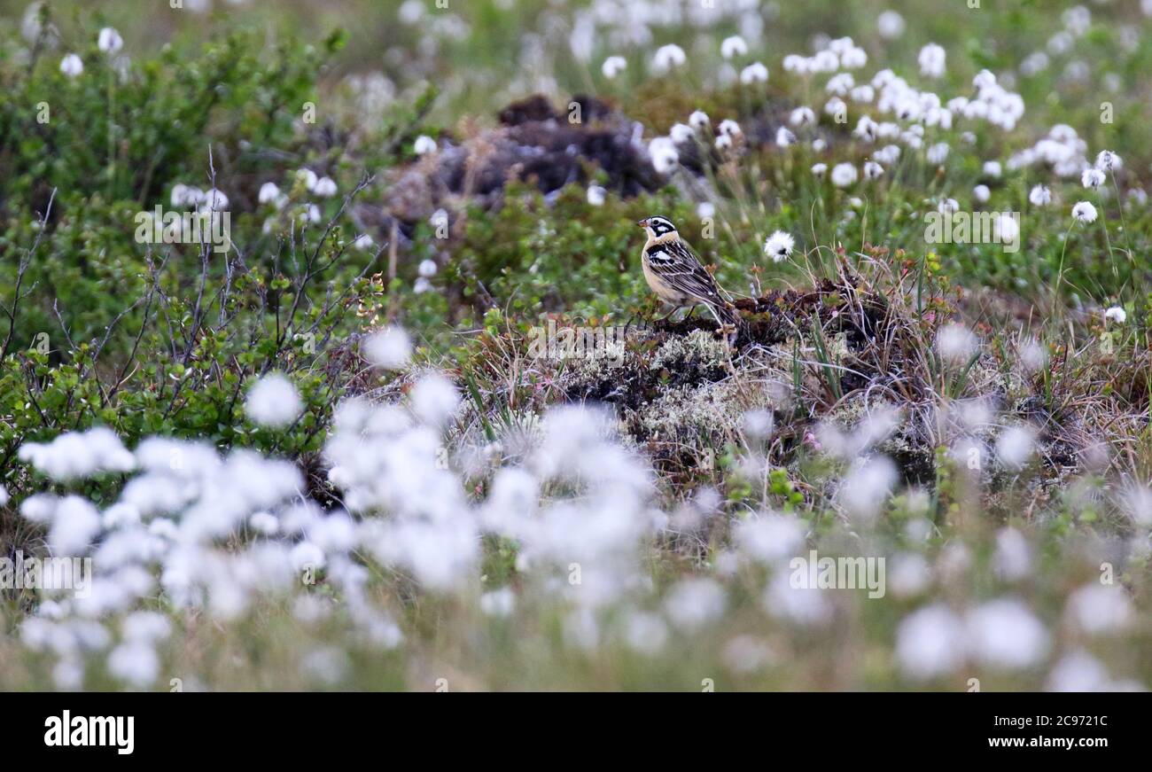 Smith's longspur (Calcarius pictus), Adult male standing on the ground in its favourite habitat, USA, Alaska Stock Photo
