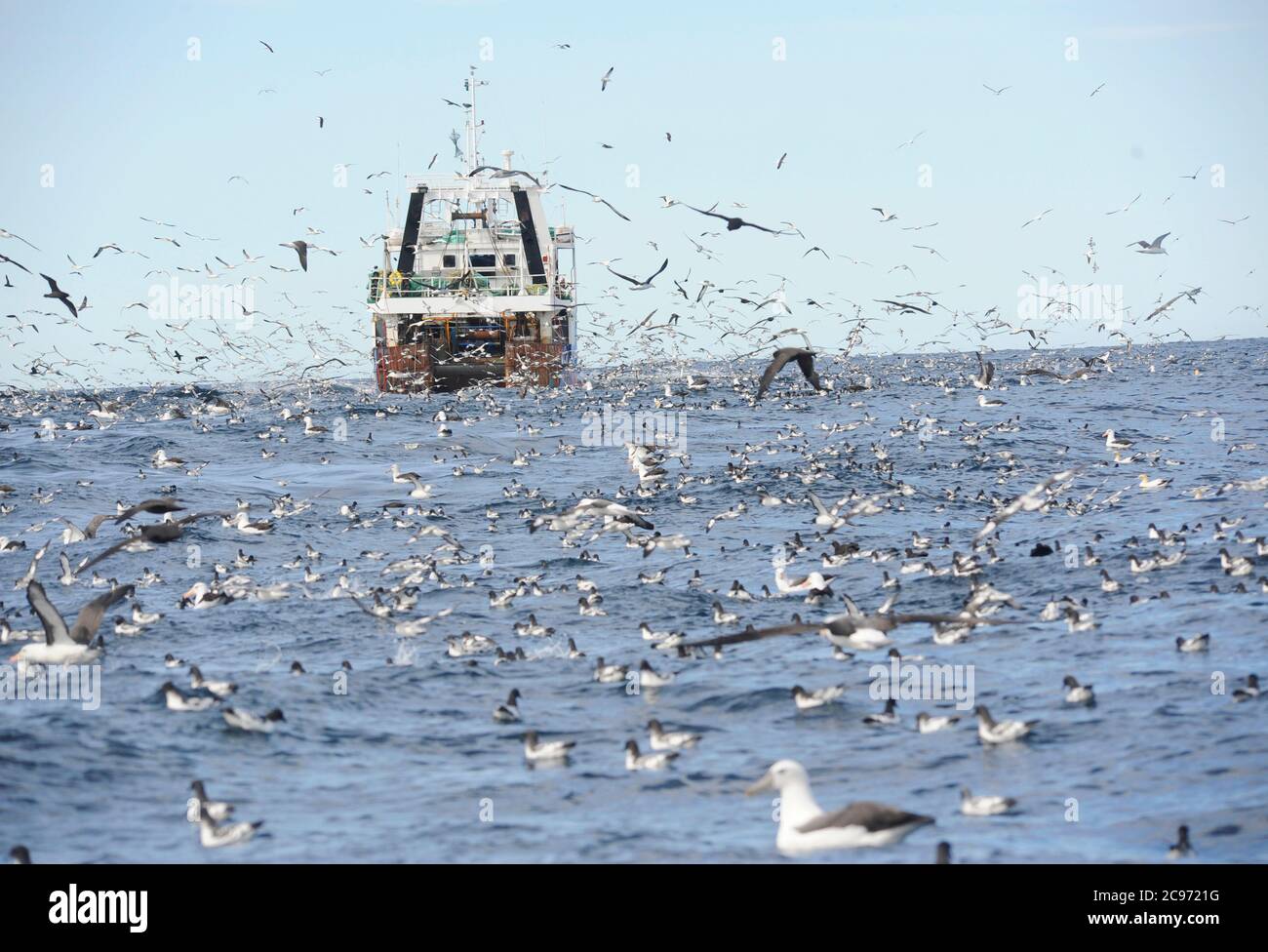 Trawler and huge flock of seabirds of the South African coast in the Atlantic Ocean. Many petrels, shearwaters and albatrosses flying around and swimming on the surface., South Africa Stock Photo