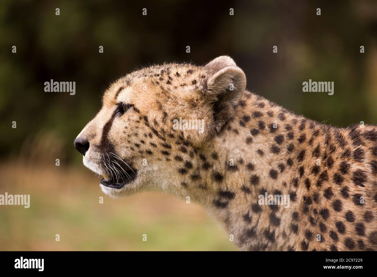 Close-up, side view of an isolated cheetah head (Acinonyx jubatus). Big cat animal face: alert, staring, facing left. African wildlife. Stock Photo