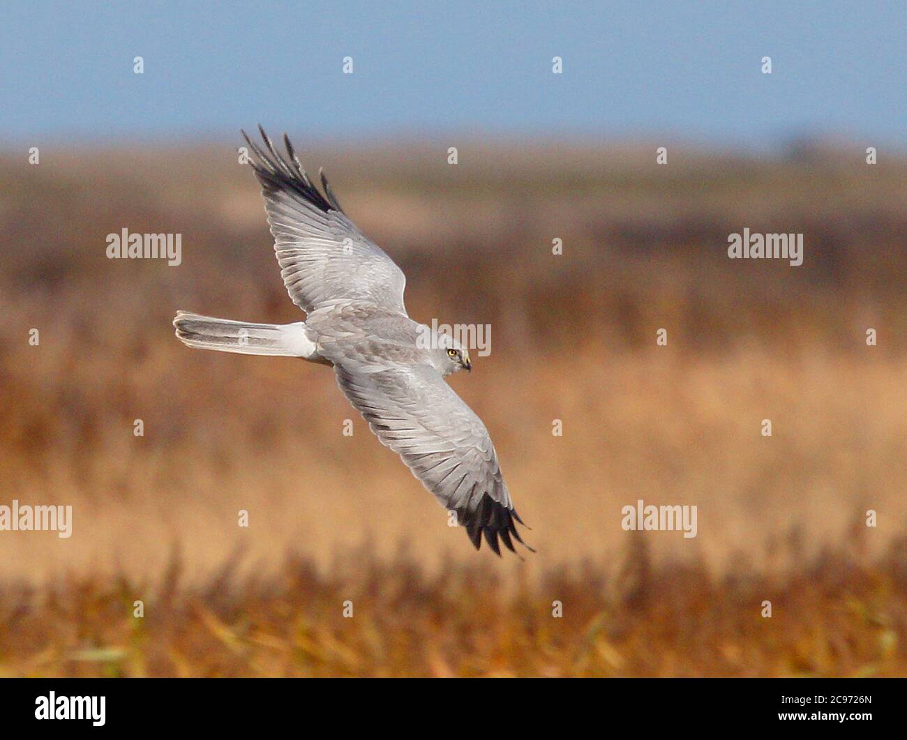 Hen harrier uk hi-res stock photography and images - Alamy