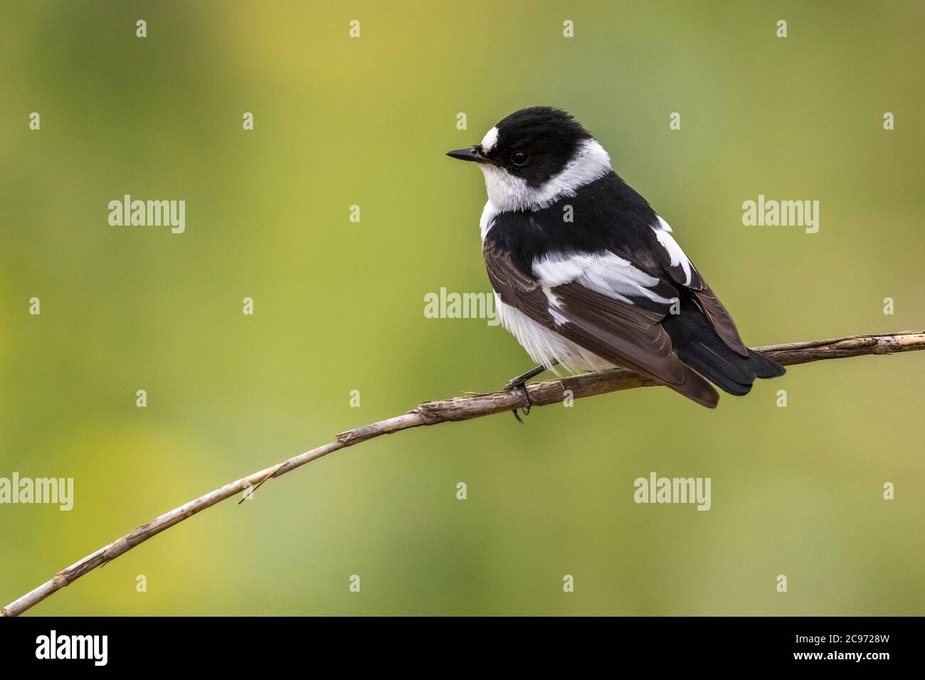 collared flycatcher (Ficedula albicollis), Vagrant first-summer male perched on a twig, Spain Stock Photo