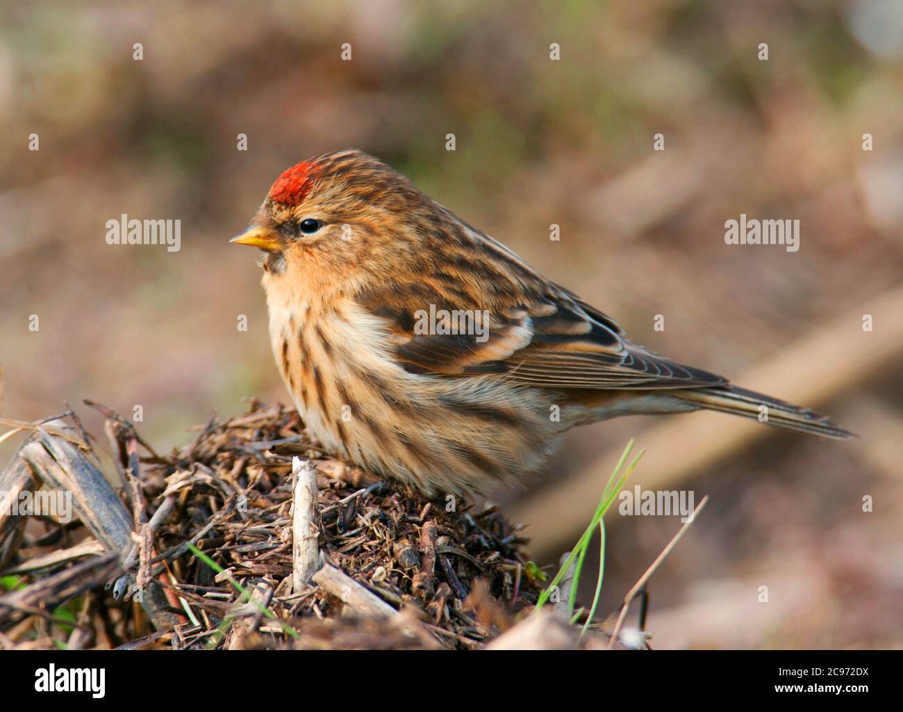 redpoll, common redpoll (Carduelis flammea cabaret, Carduelis cabaret), perching on the ground, side view, United Kingdom, England, Norfolk Stock Photo