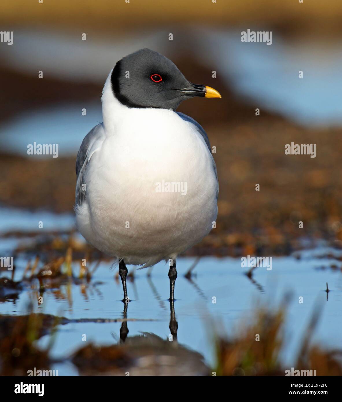 Xemes hi-res stock photography and images - Alamy