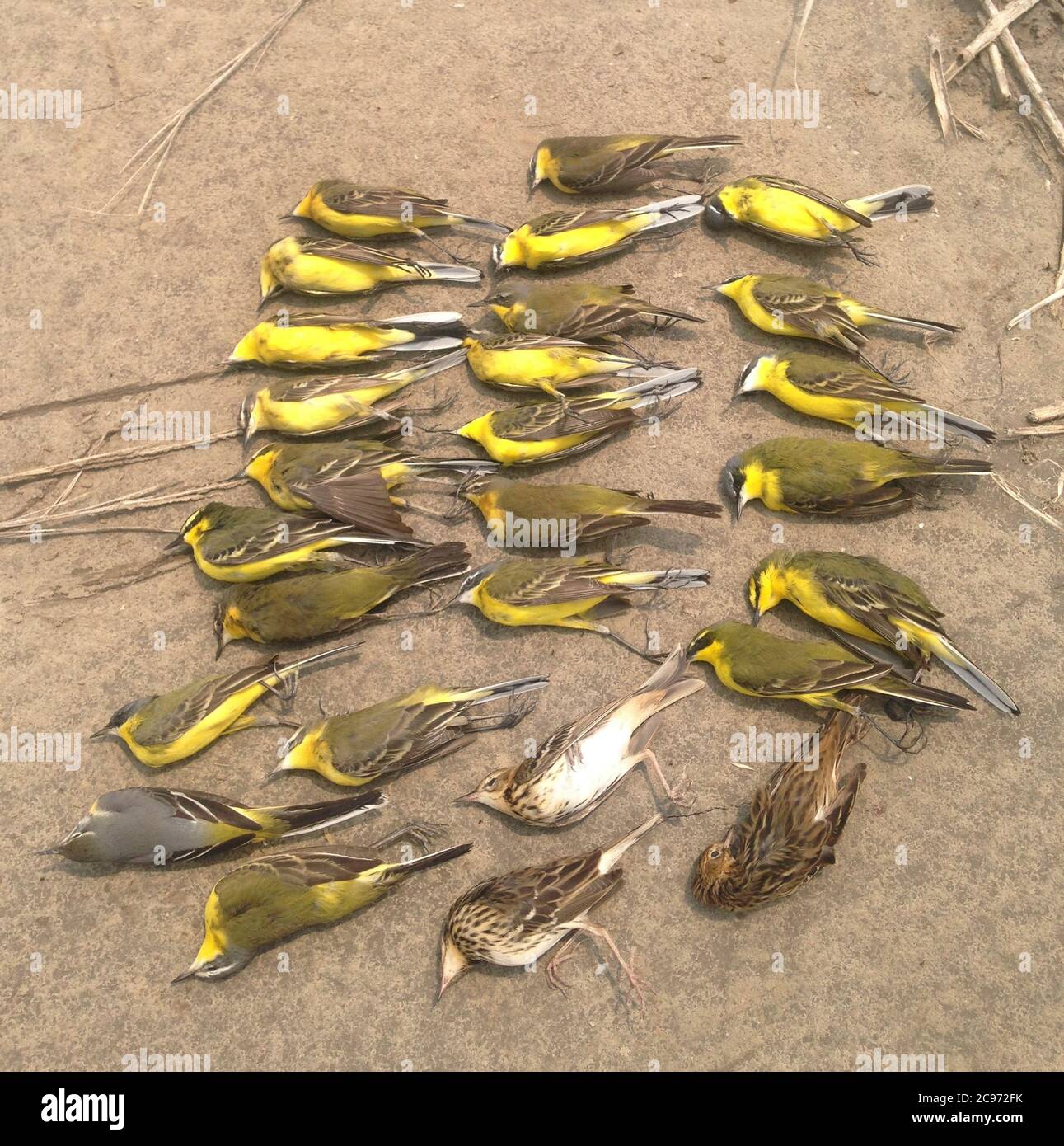 Eastern yellow wagtail (Motacilla tschutschensis tschutschensis, Motacilla tschutschensis), Illegally killed Eastern Yellow Wagtails and Pechora Pipits by mist nests in eastern China during spring. A major threat for migrating songbirds in may parts of the world., China Stock Photo