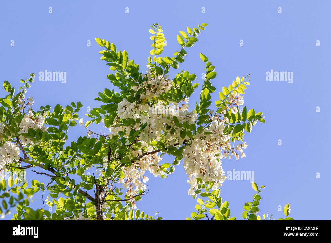 black locust, common locust, robinia (Robinia pseudo-acacia, Robinia pseudoacacia, Robinia pseudacacia), blooming twig, Germany Stock Photo