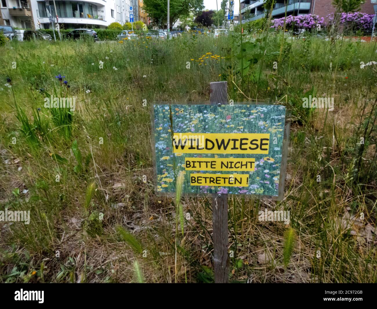 wild meadow in Hamburg, Germany, Hamburg Stock Photo