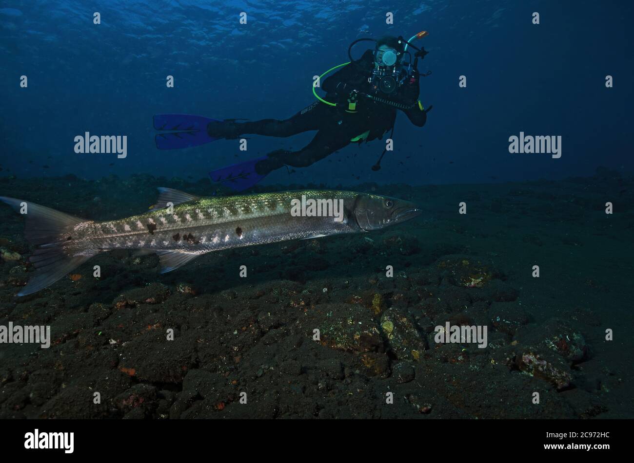 Great Barracuda, Sphyraena barracuda, swimming over volcanic sand beach with underwater photographer, at Tulamben, Bali Stock Photo