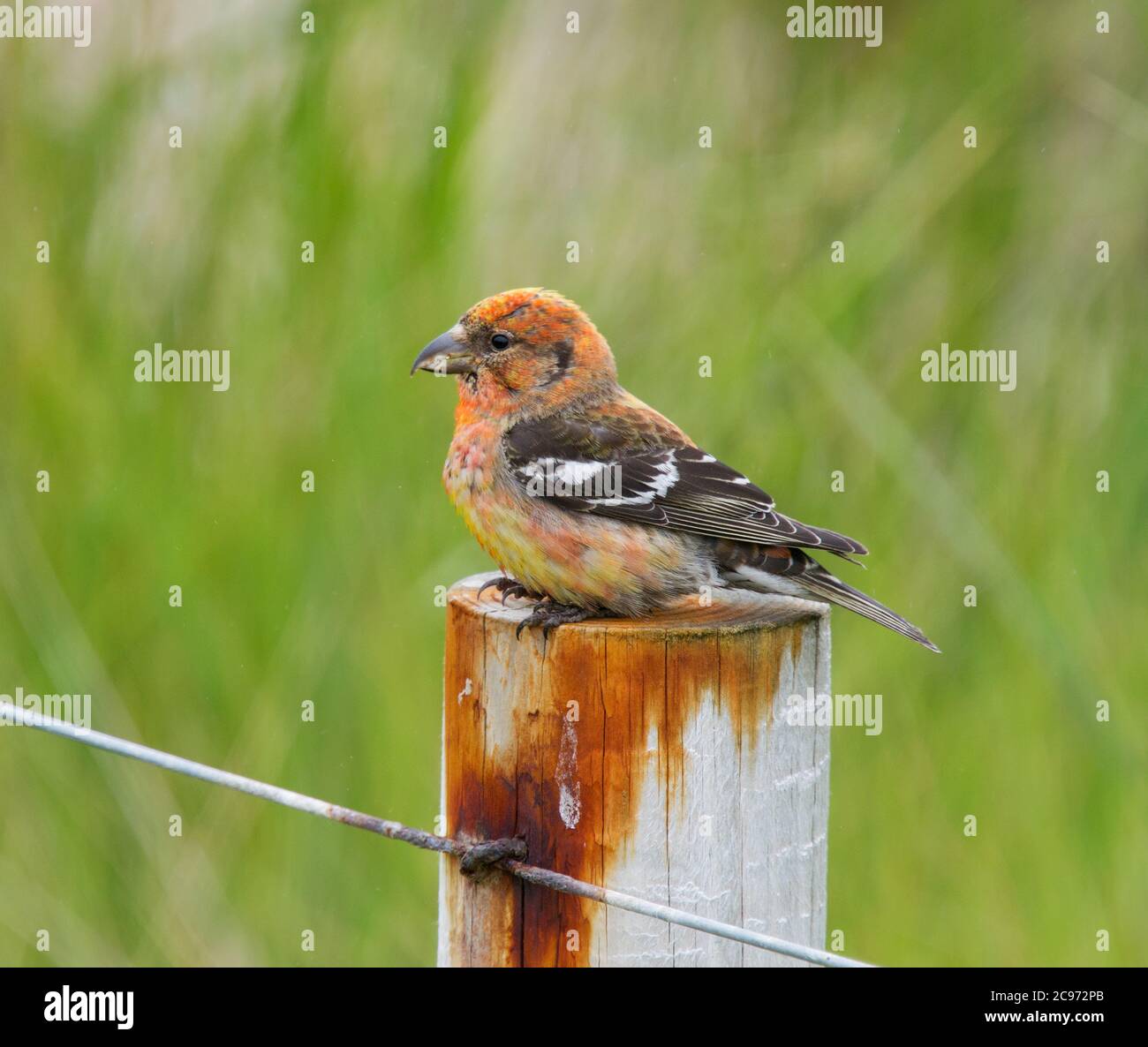white-winged crossbill (Loxia leucoptera), male perching on a fencing pile, side view, United Kingdom, England, Norfolk Stock Photo