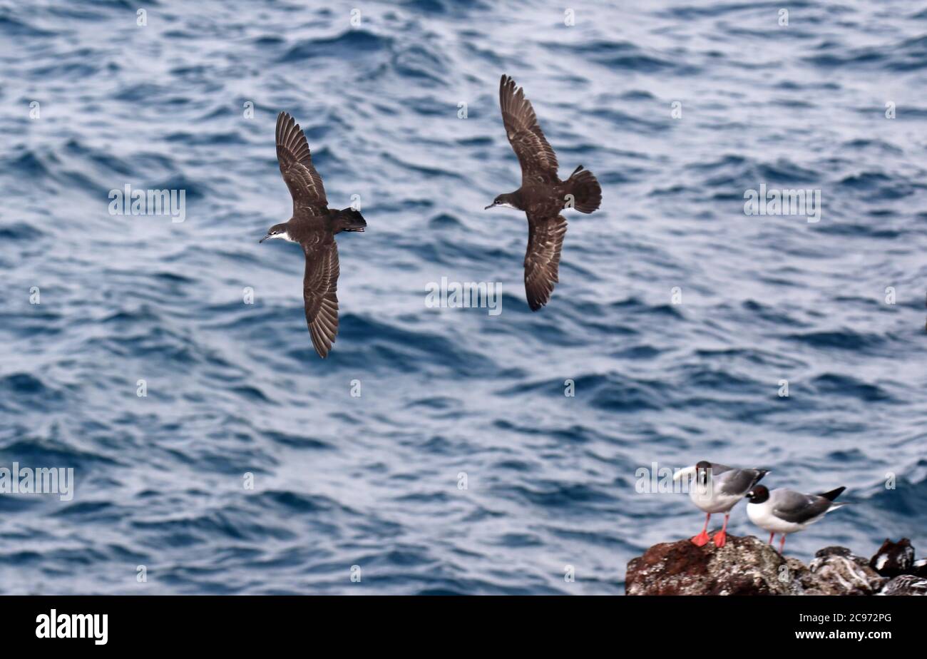 Galapagos Shearwater (Puffinus subalaris), in flight, two birds chasing each other with Swallow-tailed Gulls in the background., Ecuador, Galapagos islands Stock Photo