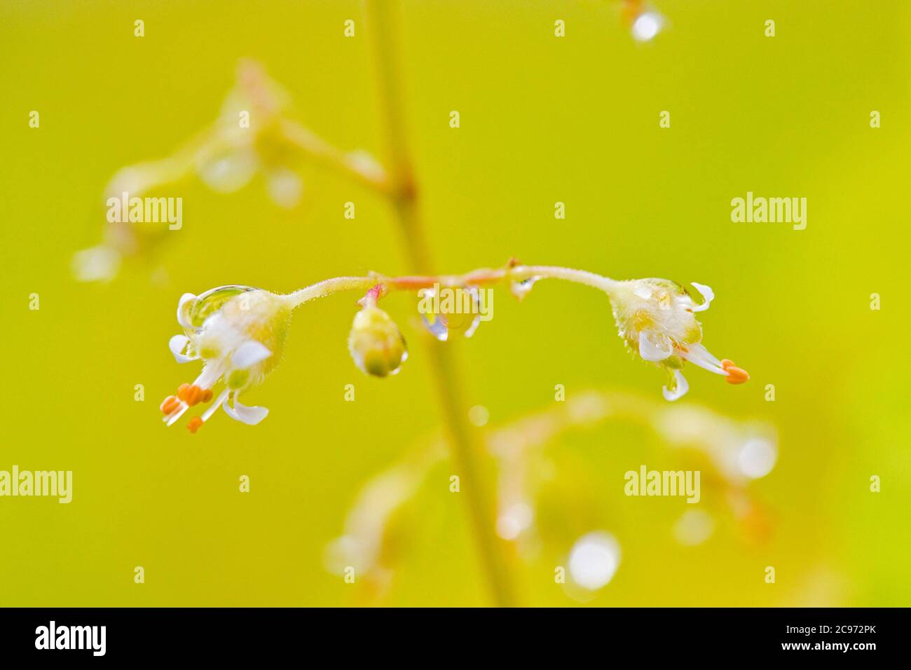 Heuchera (Heuchera x brizoides, Heuchera brizoides), flowers with waterdrops Stock Photo