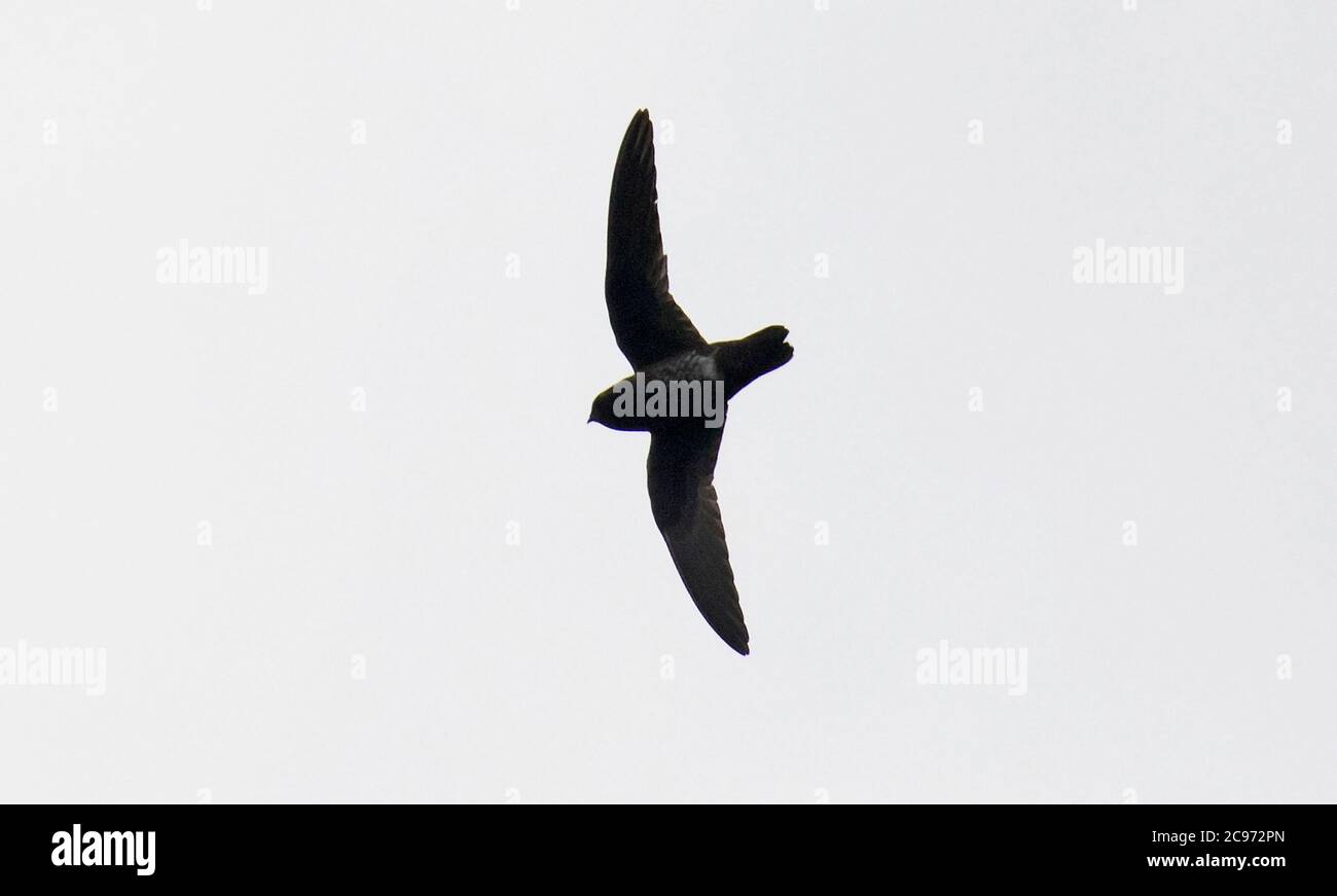 White-chinned swift (Cypseloides cryptus), Flying high in the sky, Ecuador Stock Photo