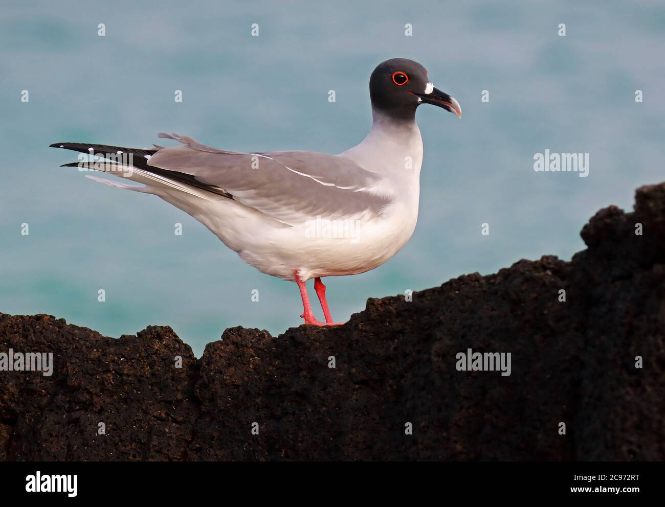 Swallow-tailed Gull (Creagrus furcatus), Adult standing on a vulcanic rock with the ocean as background, Ecuador, Galapagos Islands Stock Photo
