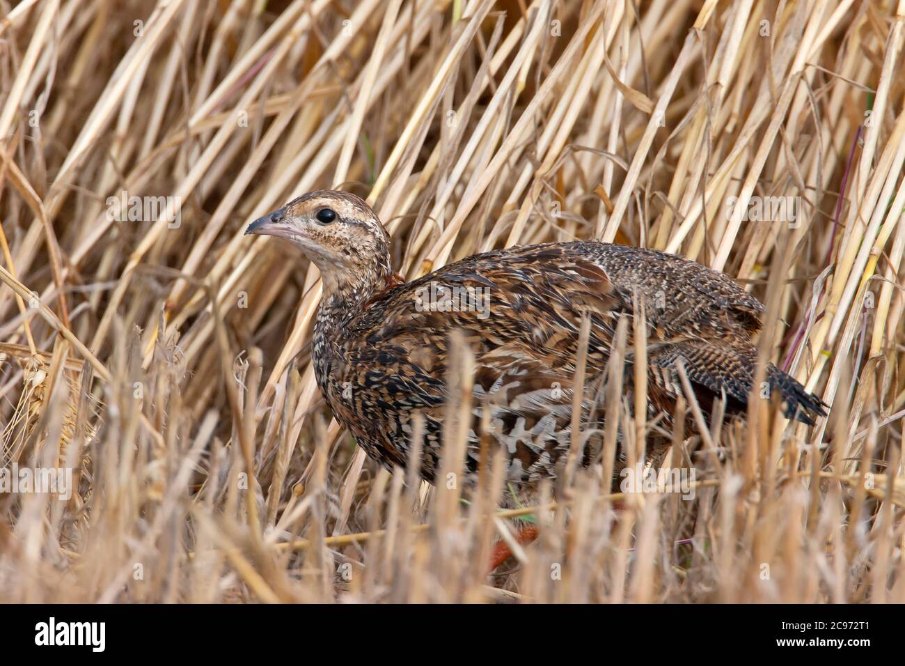 black partridge (Francolinus francolinus), female on an agricultural field, side view, Turkey Stock Photo