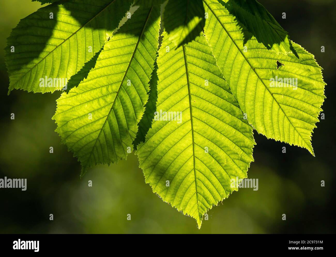 common horse chestnut (Aesculus hippocastanum), chestnut leaf in backlight, Germany Stock Photo