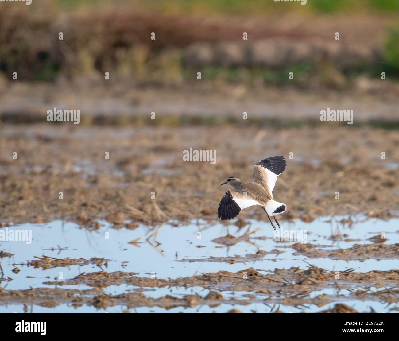 sociable plover (Chettusia gregaria, Vanellus gregarius), First-winter Sociable Lapwing flying over fields in Ebro Delta, going to land on wet agricultural field, Spain, Tarragona Stock Photo