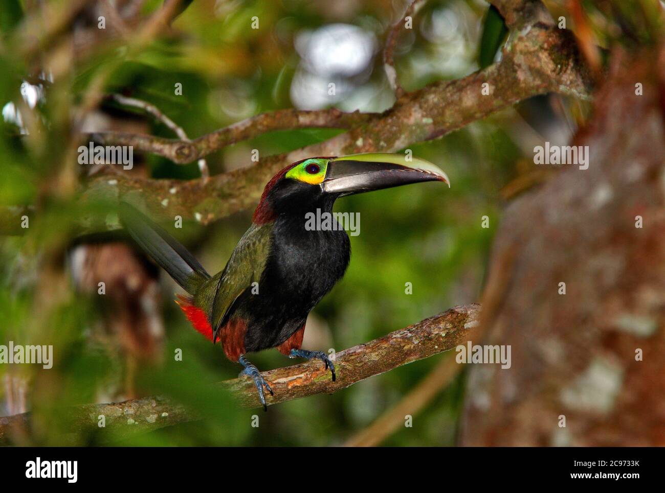 yellow-eared toucanet (Selenidera spectabilis), perched on a branch, Costa Rica Stock Photo