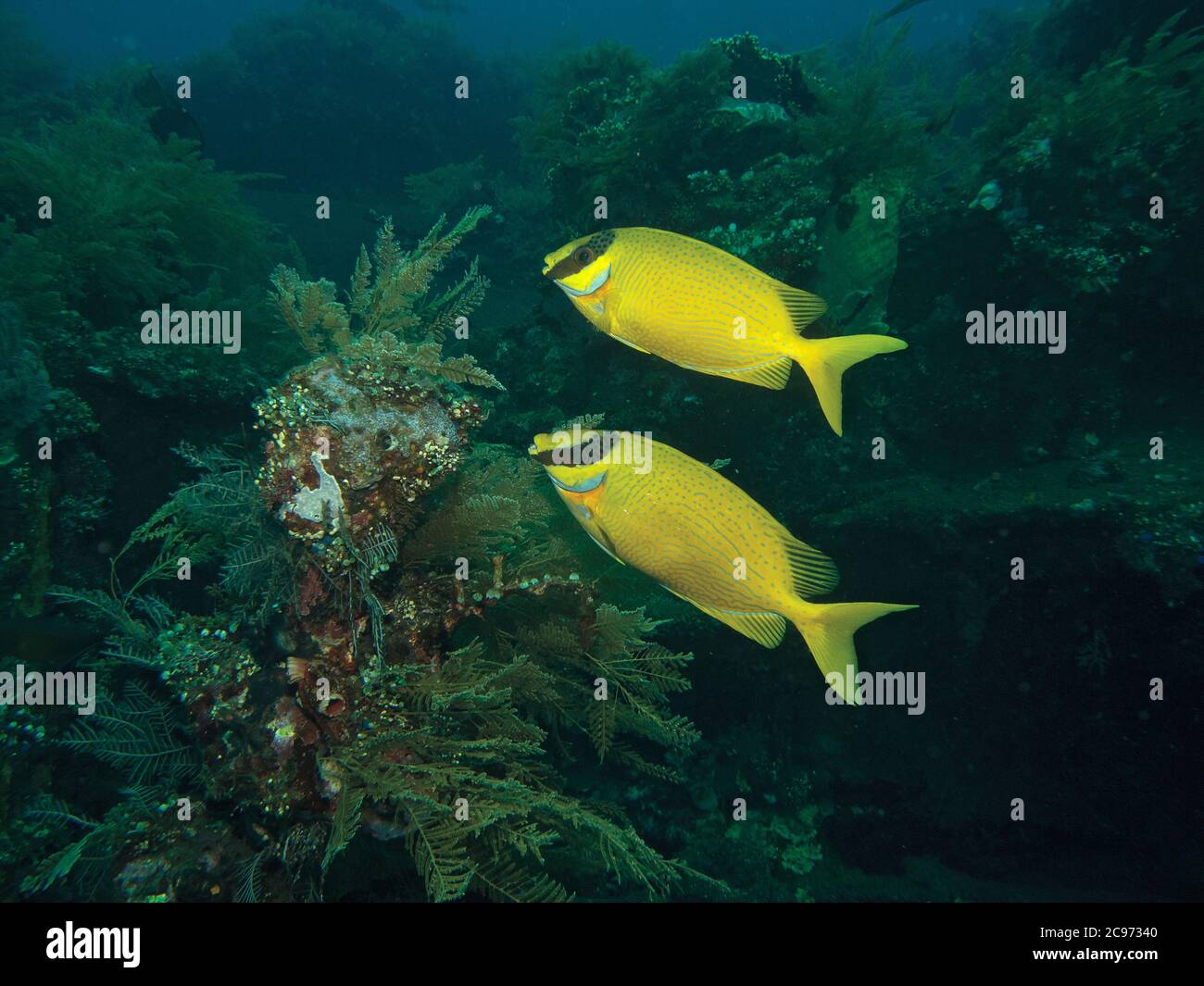 Two Masked rabbitfish, Siganus puellus, on coral reef in Tulamben, Bali, Indonesia Stock Photo