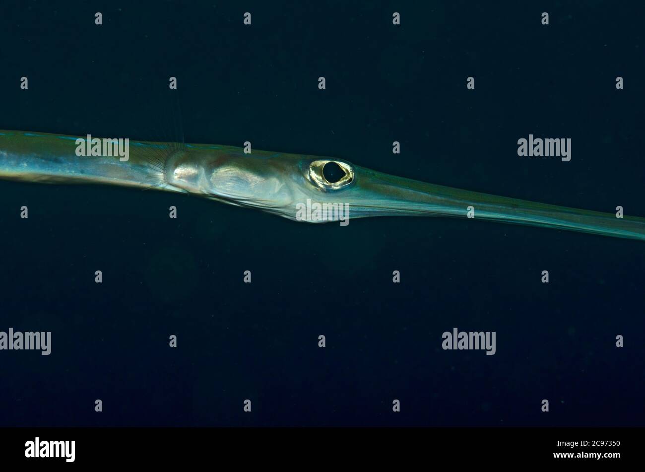 Bluespotted cornetfish fistularia commersonii hi-res stock photography ...