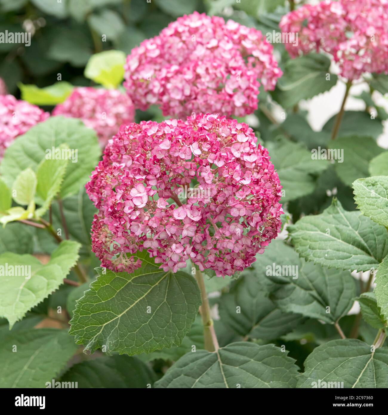 Mini hydrangea hi-res stock photography and images - Alamy
