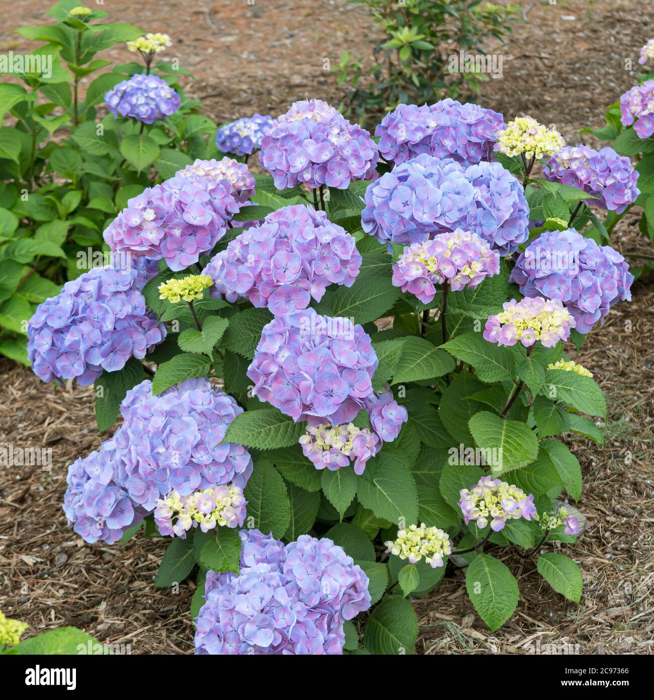 Garden hydrangea, Lace cap hydrangea (Hydrangea macrophylla 'Let's Dance Big Easy', Hydrangea macrophylla Let's Dance Big Easy), blooming, cultivar Let's Dance Big Easy Stock Photo