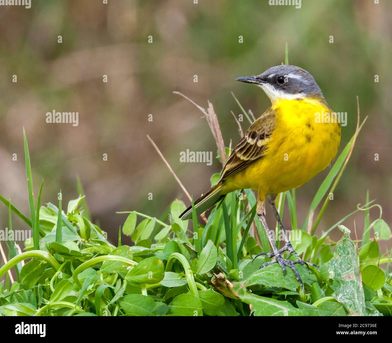 Yellow wagtail, Iberian wagtail, Spanish Wagtail (Motacilla flava iberiae, Motacilla iberiae), perching in a meadow, Spain, Tarragona Stock Photo