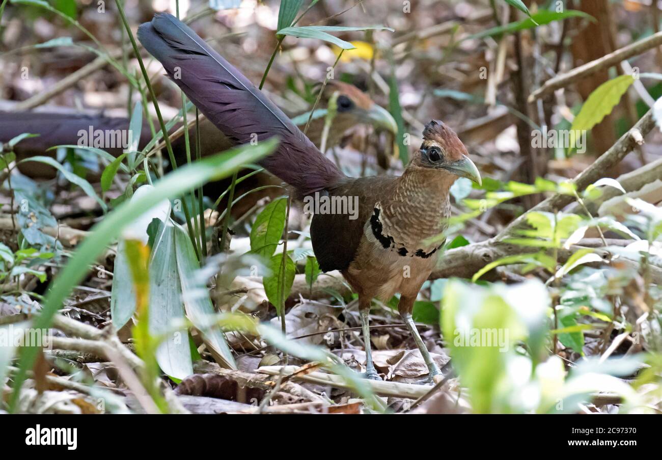 rufous-vented ground cuckoo (Neomorphus geoffroyi), Two Rufous-vented ground Cuckoos near an antswarm on the forest floor, Panama Stock Photo