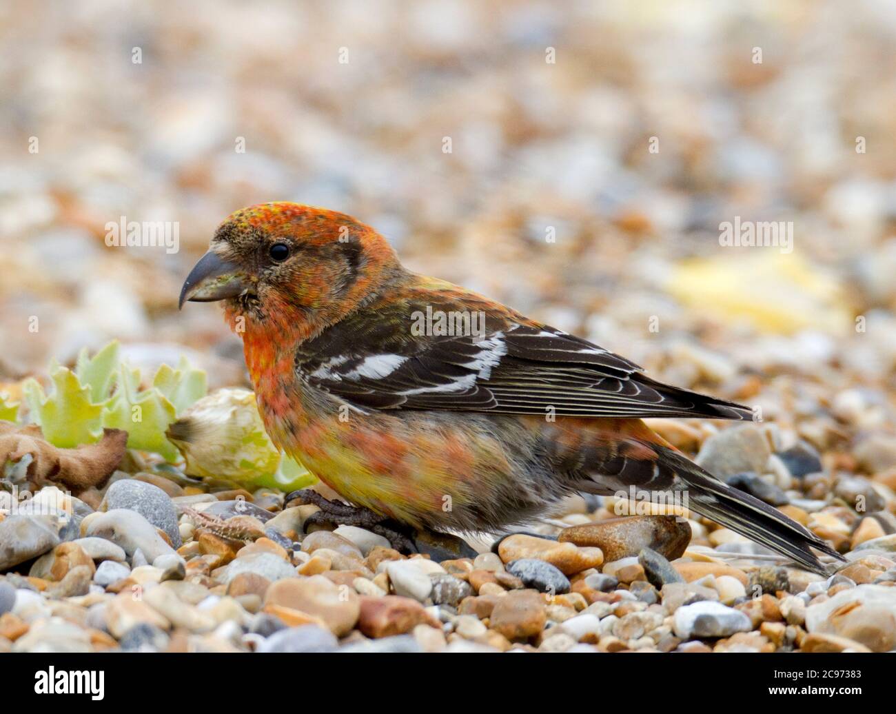 white-winged crossbill (Loxia leucoptera), first-winter male foraging on the ground, side view, United Kingdom, England, Norfolk Stock Photo