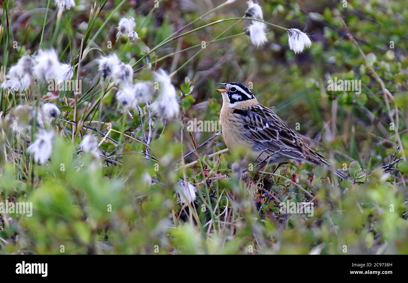 Smith's longspur (Calcarius pictus), Adult male standing on the ground in its favourite habitat and sings, USA, Alaska Stock Photo