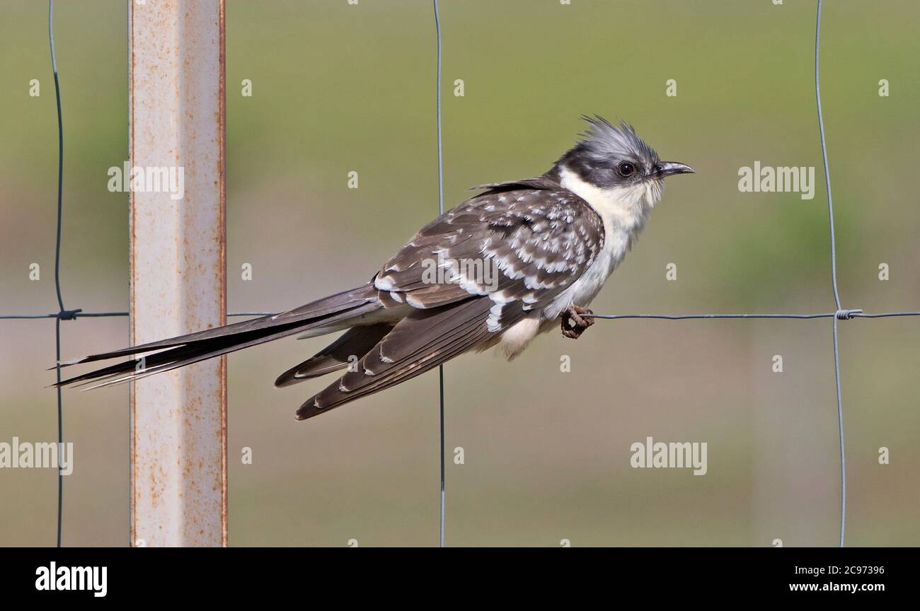 great spotted cuckoo (Clamator glandarius), Adult perched on wire of a fench, Spain, Extremadura Stock Photo