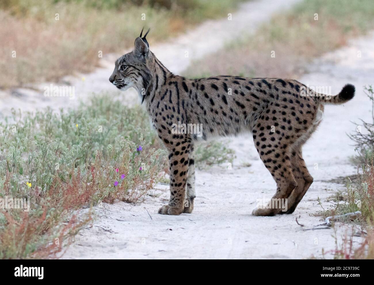 Iberian lynx (Lynx pardinus), adult standing still on a dirt road, Spain, Andujar Stock Photo