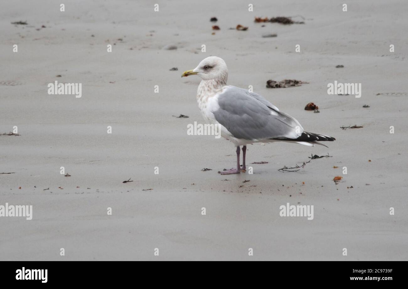 Thayer's gull (Larus thayeri), Fourth winter on the coast, Spain Stock Photo