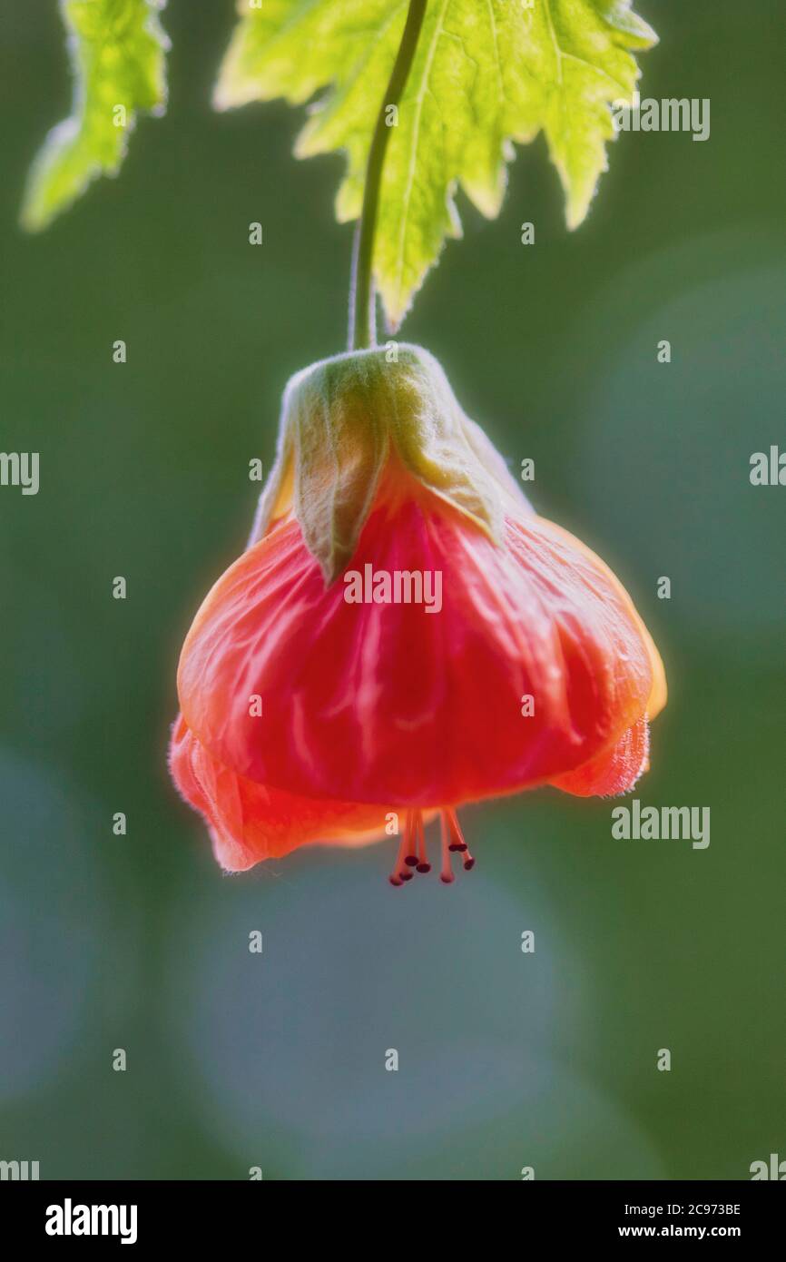 redvein abutilon, red vein Indian mallow, redvein flowering maple, Chinese-lantern, red vein Chinese lantern (Abutilon pictum, Abutilon striatum), flower, Germany, 1 Stock Photo