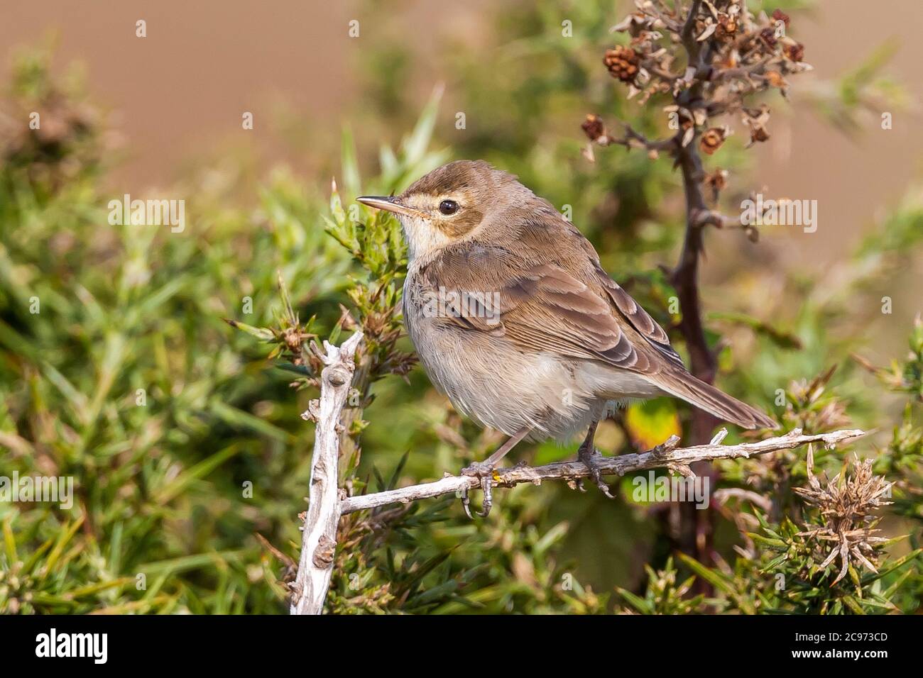 Booted warbler (Iduna caligata, Hippolais caligata), young bird perching on a twig, side view, France, Ouessant Stock Photo
