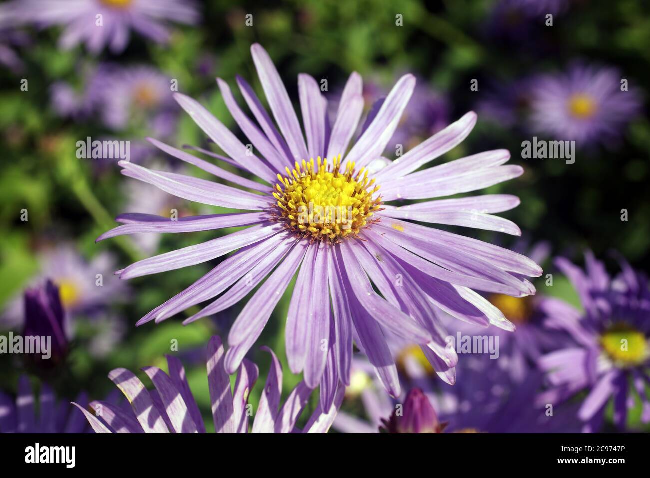 aster-x-frikartii-monch-a-common-cultivated-herbaceous-perennial