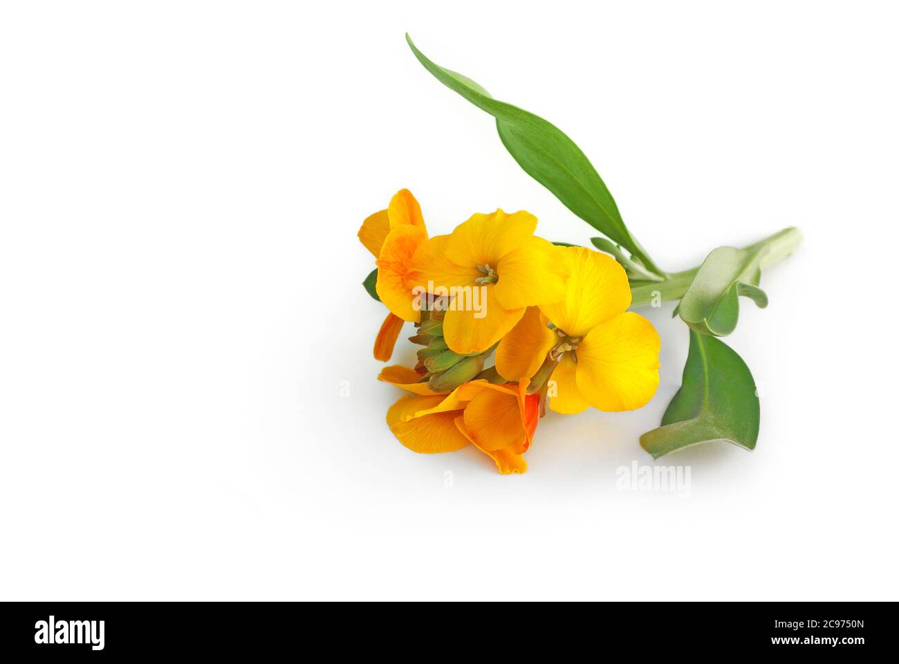 Isolated plant lies on white background Stock Photo
