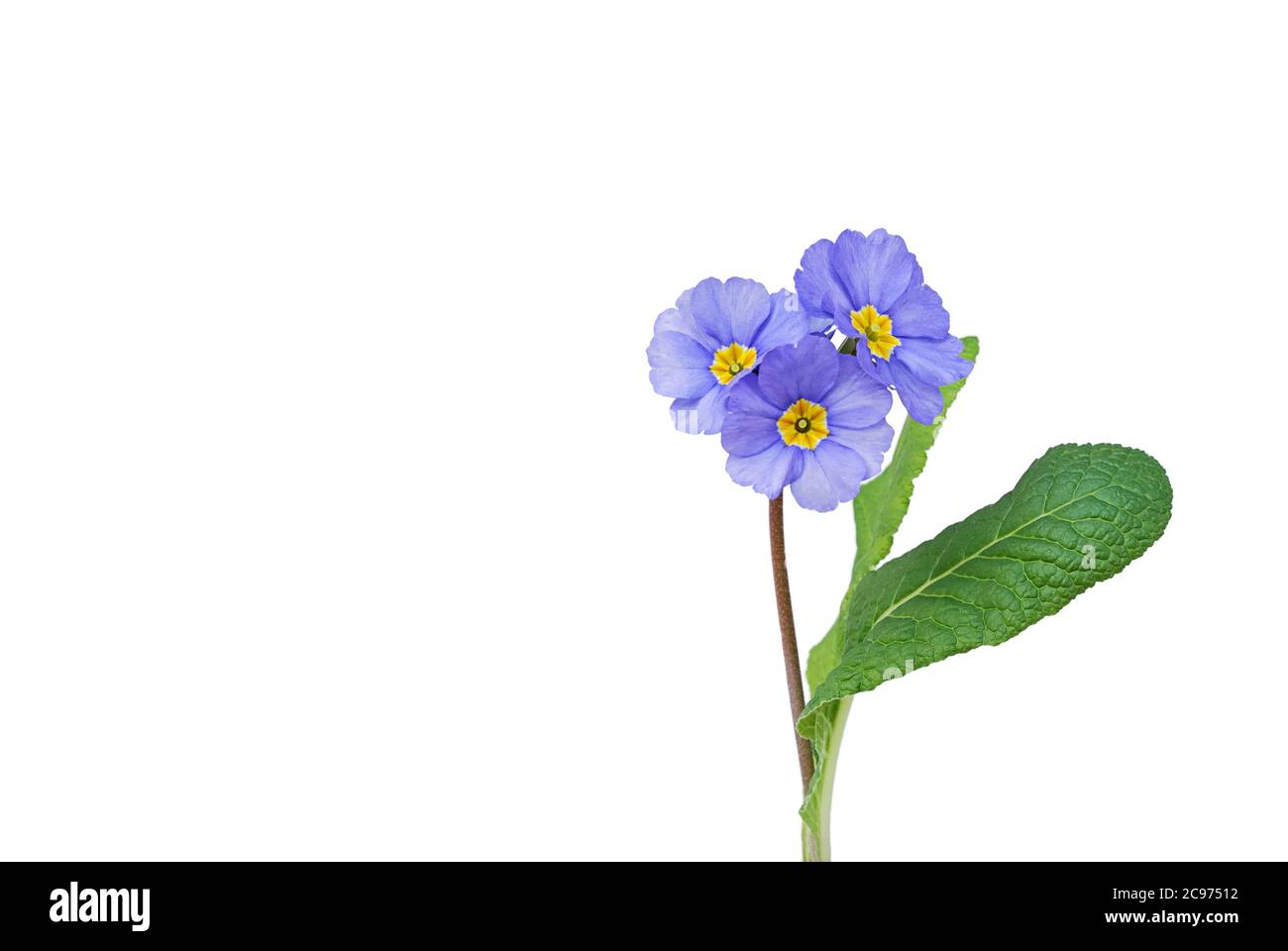 Isolated blue primrose against white background Stock Photo