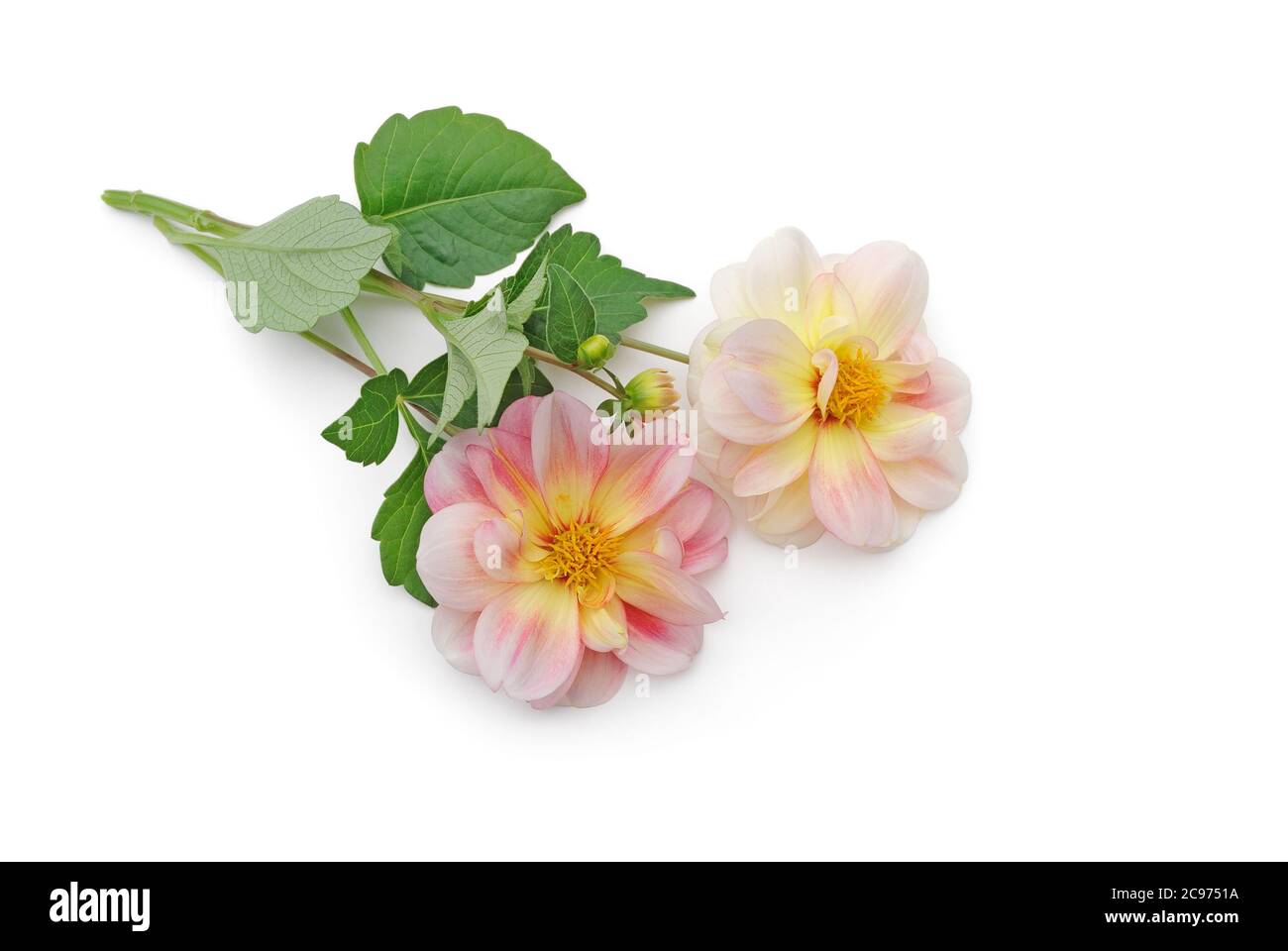isolated dahlias lie on white background Stock Photo - Alamy
