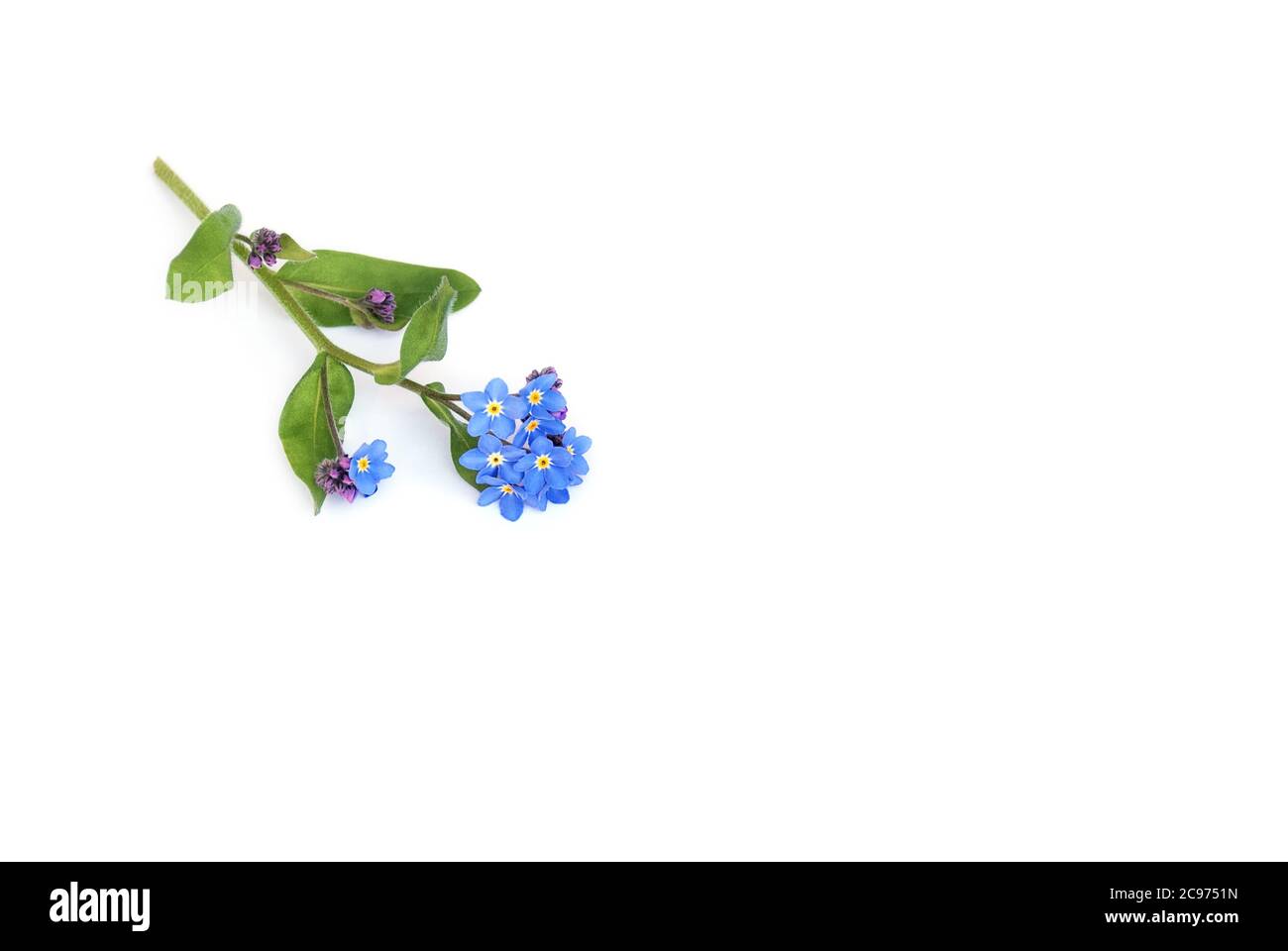 Isolated forget-me-not lies on white background Stock Photo