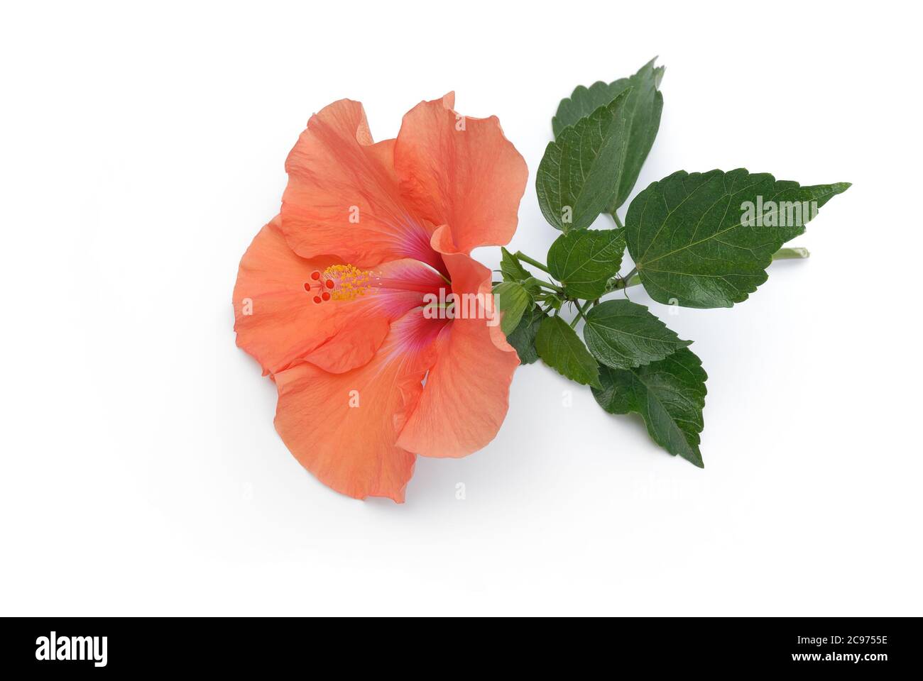 Isolated hibiscus branch lies on white background Stock Photo