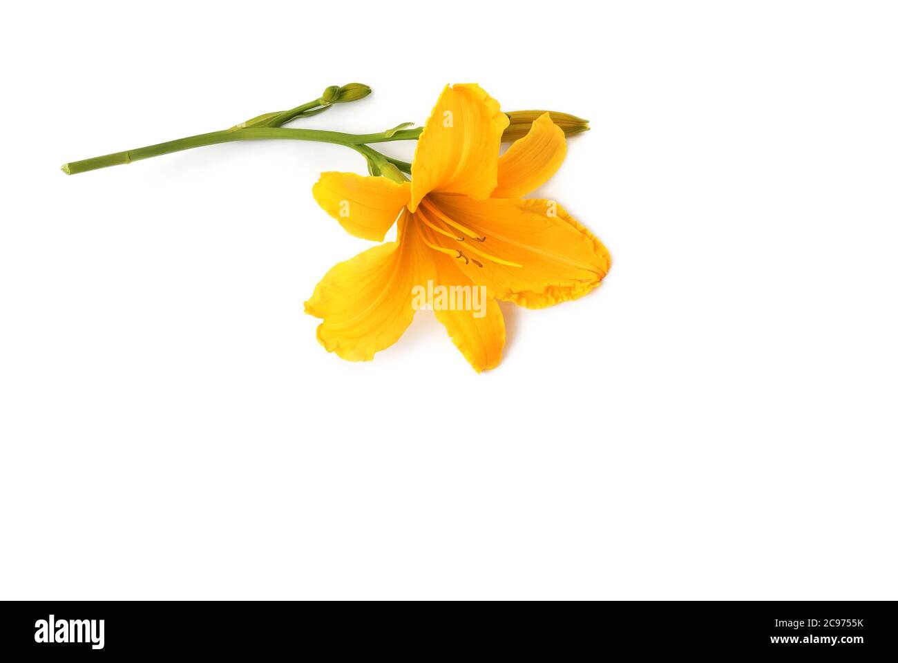 isolated Lily lies on white background Stock Photo