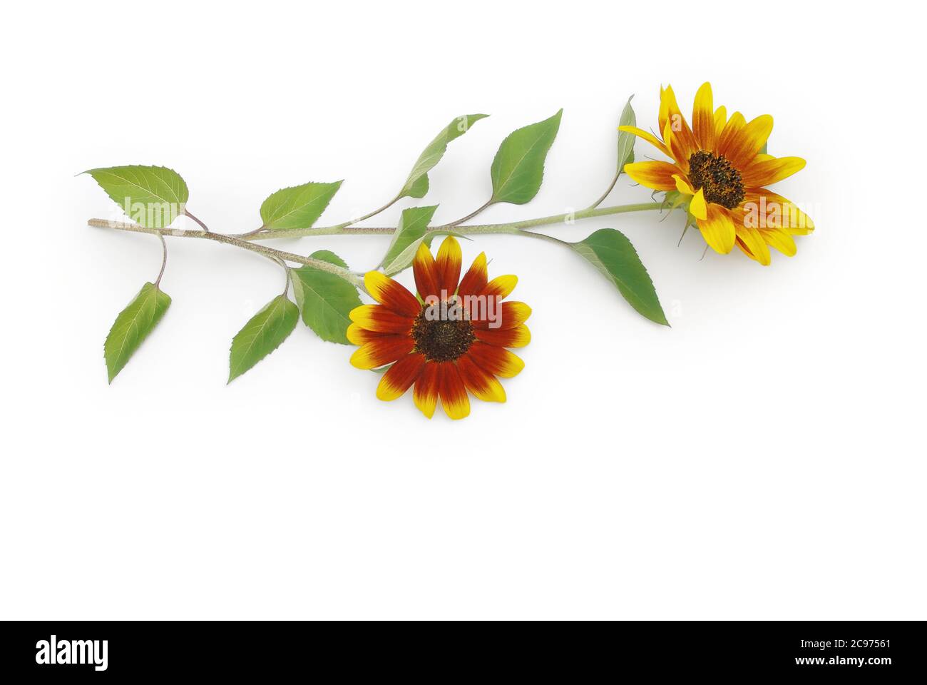 Two-tone sunflowers are arranged on a white background Stock Photo
