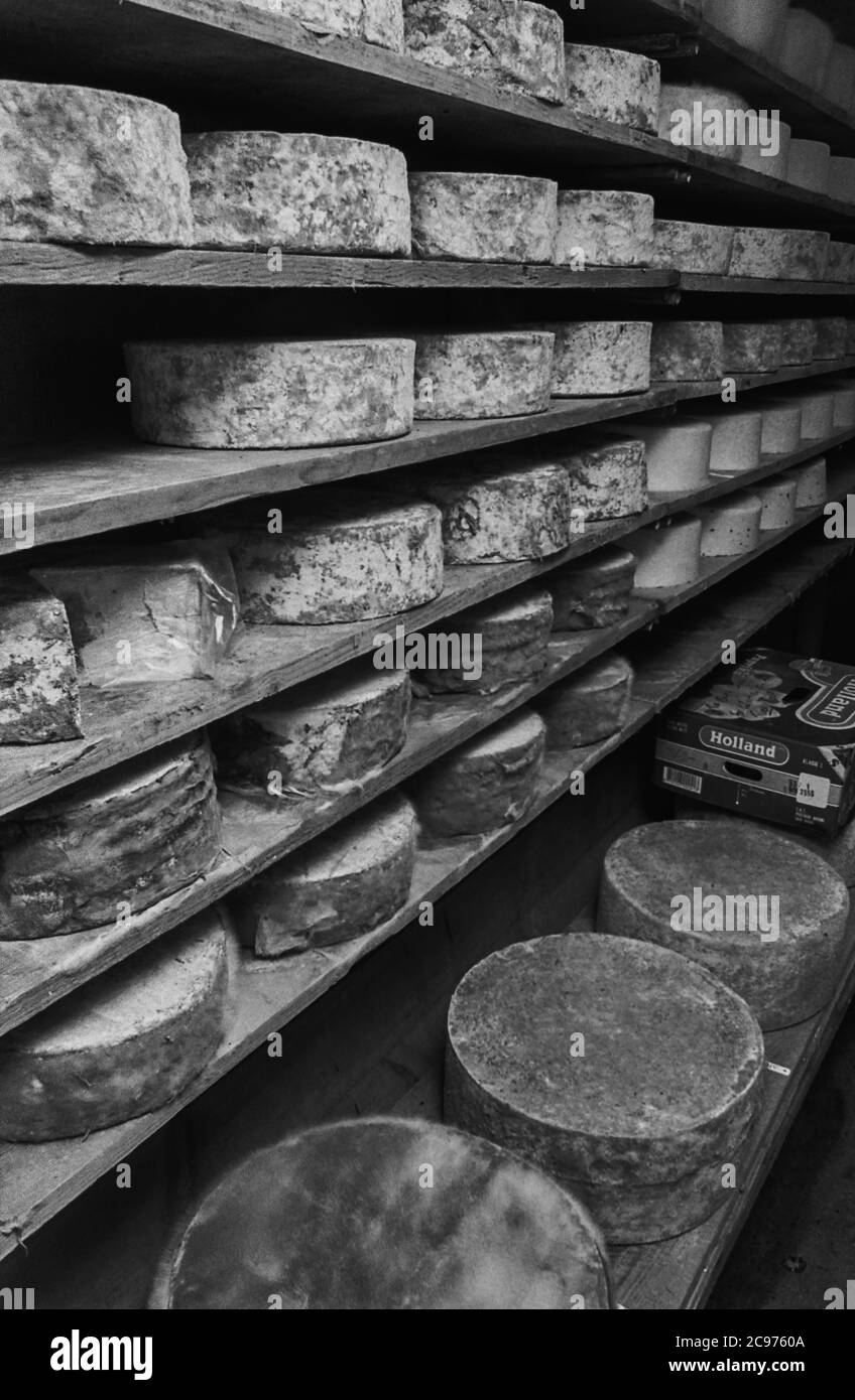 Cheesemaking at Pantyllyn Farm, Abernant, Carmarthenshire 1992 Maturing Abernant cheeses Stock Photo